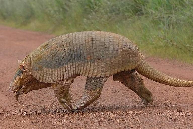 Maior tatu do mundo é flagrado por fotógrafo no Brasil