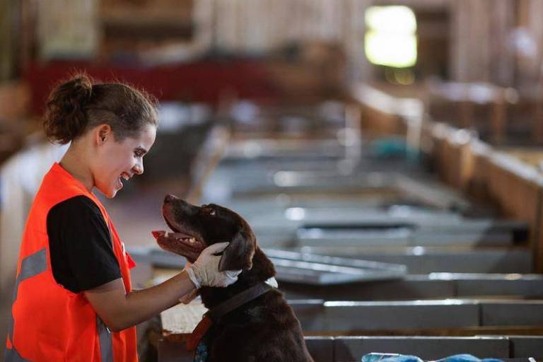 Animais tirados do Sul vão para lar temporário, diferentemente do que afirmam posts