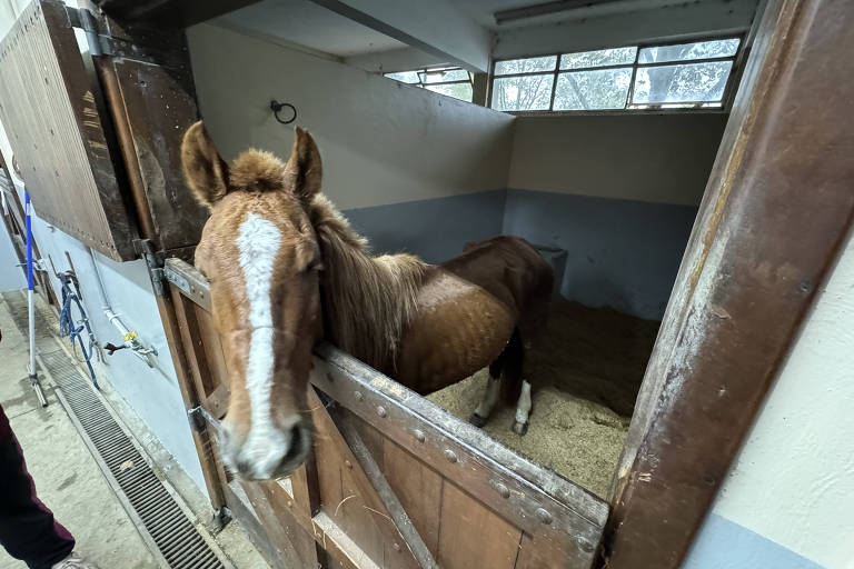 O cavalo Caramelo, resgatado de um telhado em Canoas (RS), em baia do hospital veterinário da universidade Ulbra, na cidade gaúcha