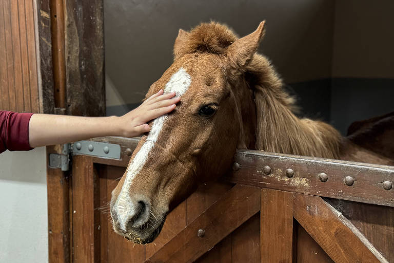 O cavalo Caramelo, resgatado de um telhado em Canoas (RS), em baia da universidade Ulbra.
