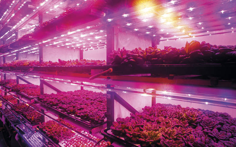 A imagem mostra uma estufa vertical de cultivo hidropônico em ambiente fechado. Diversas fileiras de plantas estão dispostas em prateleiras iluminadas por lâmpadas de LED roxas. As plantas estão em estágios diferentes de crescimento, com algumas mudas pequenas e outras já bem desenvolvidas.