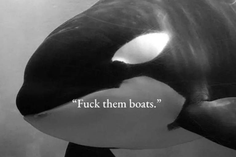 Ataque de orcas a iate faz ressurgir memes do 'movimento orcanize-se'