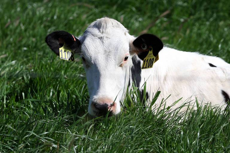 Vaca branca em meio a gramado bem verde