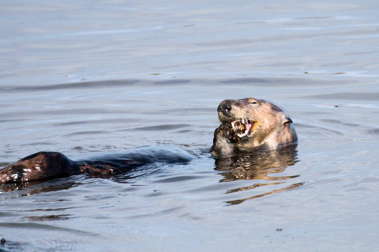 Uma lontra-marinha predando um animal marinho
