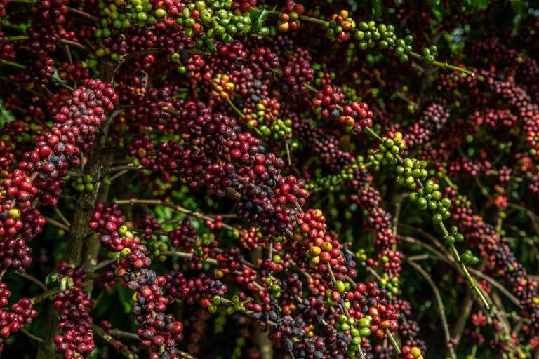 Imagem mostra café robusta amazônico