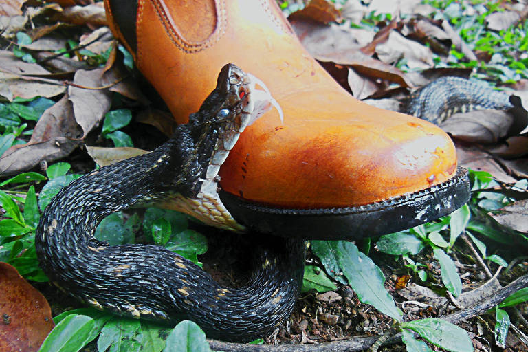  A cobra parece estar mordendo a bota, possivelmente em um ato defensivo