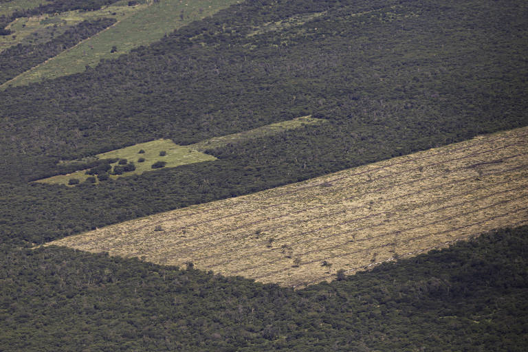 Desmatamento cai na mata atlântica, mas cresce na fronteira com cerrado e caatinga