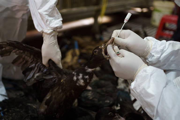 Cientistas estão tentando manter o mundo seguro contra a gripe aviária