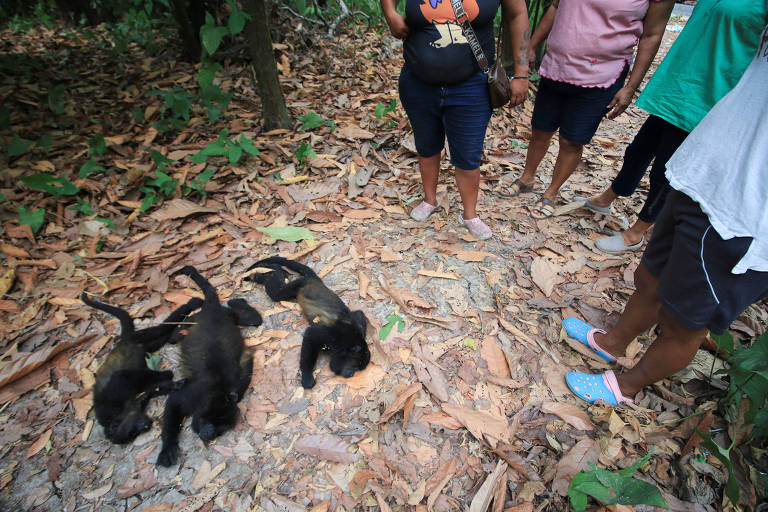 Corpos de macacos no chão com pessoas no entorno