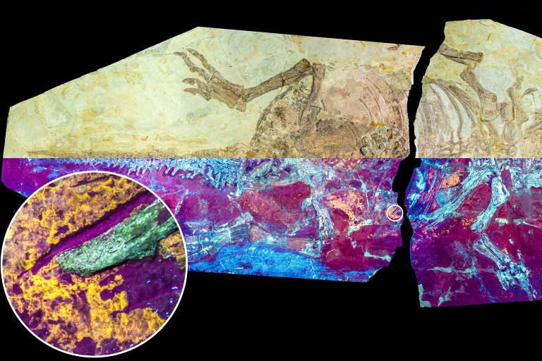 Luz ultravioleta revela pele preservada em fóssil de dinossauro desenterrado na China