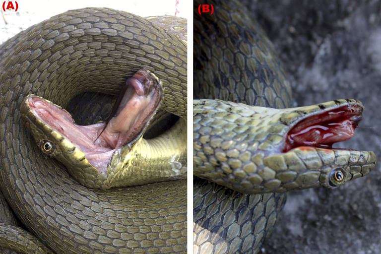Cobras sangram pela boca e se fingem de mortas para escapar de presa