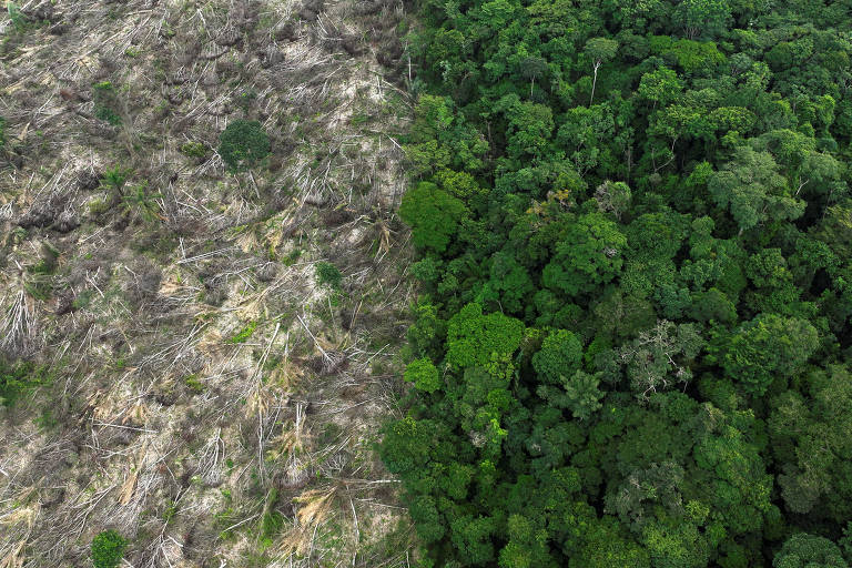 Ligação entre Wall Street e esgotamento da Amazônia é mapeada em relatório