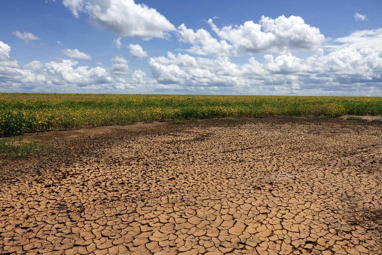 Seca no cerrado é a pior em pelo menos 7 séculos, aponta estudo