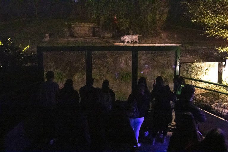 Grupo de 12 pessoas observa a jaula da onça durante passeio noturno pelo Zoológico