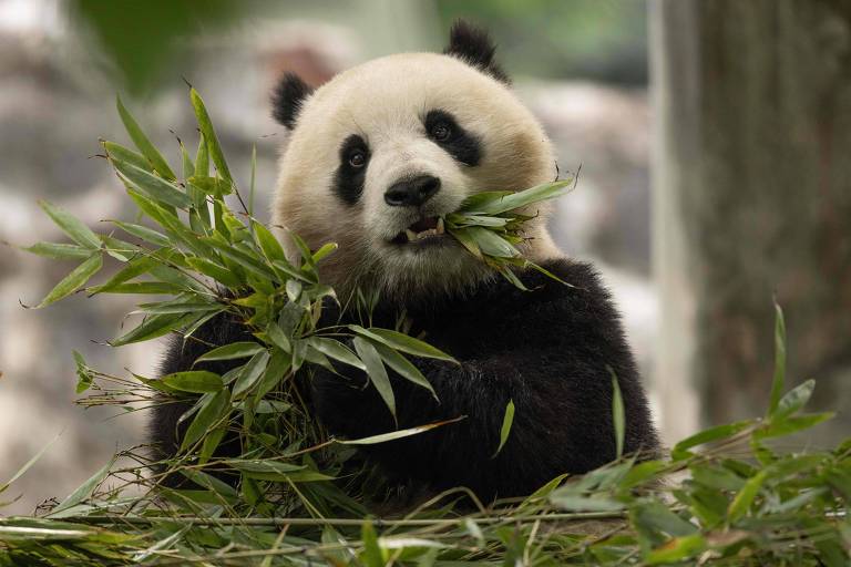 China anuncia envio de mais 2 pandas gigantes aos EUA