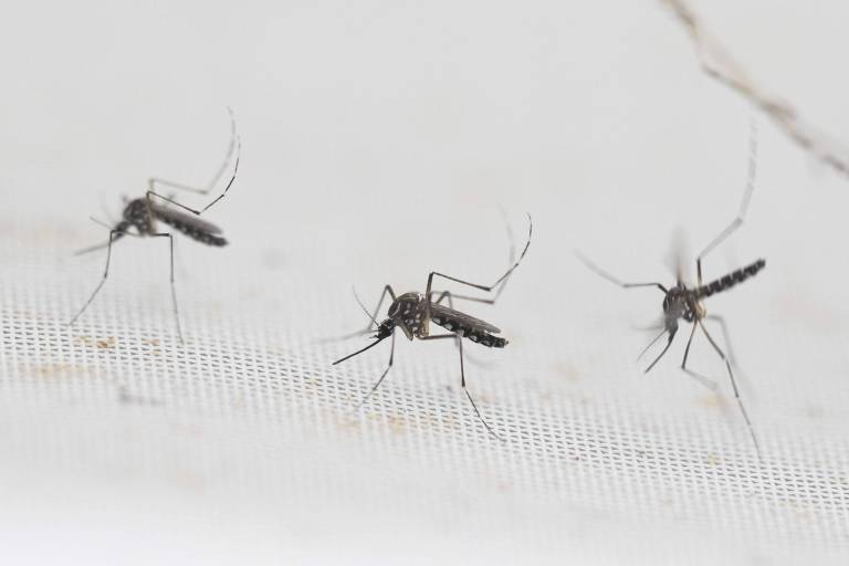 Cidade de São Paulo tem 43 mil novos casos de dengue em uma semana