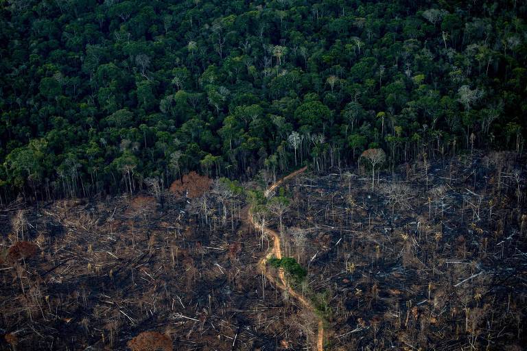 PF investiga esquema de R$ 180 mi em créditos de carbono em área grilada na amazônia