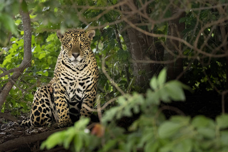 Pantanal ganha reserva de proteção em área estratégica em MS
