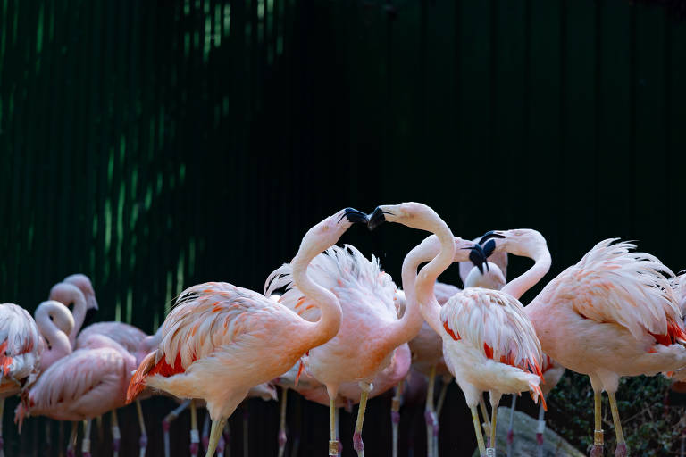 Veja imagens dos animais do Zoo São Paulo