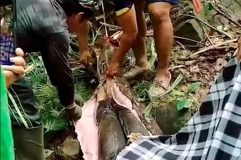 Mulher é morta ao ser engolida por píton de cinco metros na Indonésia