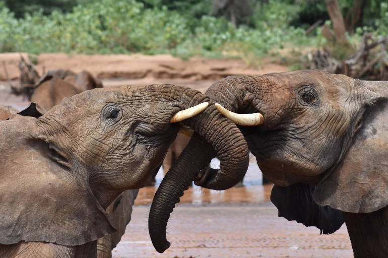 Elefantes usam 'nomes' para se dirigir uns aos outros