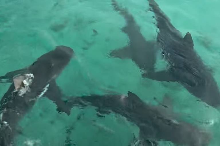 Xanddy Harmonia e filhos são surpreendidos por tubarões durante passeio de lancha