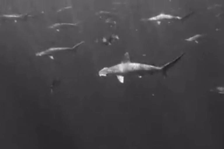 Avistamento de tubarões dispara em santuário marinho no litoral norte de SP; veja vídeo