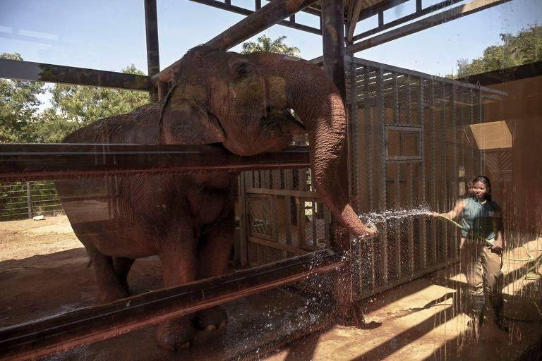 Tratadora dá banho de mangueira em elefante em zoológico
