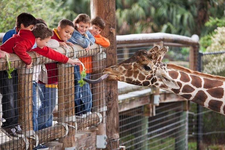 Crianças dando alface para girafa comer em zoológico