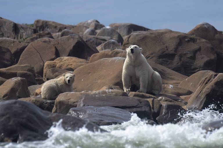 Estudo alerta sobre desaparecimento de ursos polares no Canadá por causa do calor