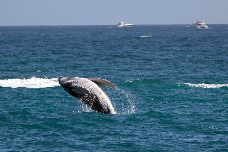 Baleias-cinzentas estão encolhendo rapidamente com avanço das mudanças climáticas, diz estudo