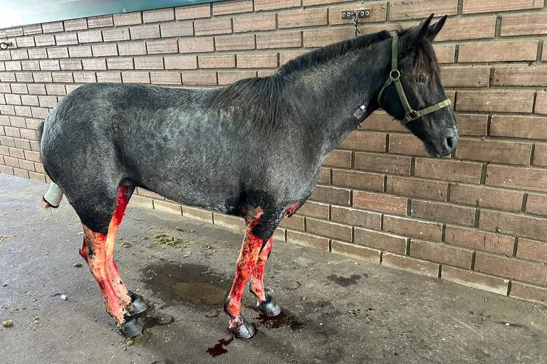 Feridos, cavalos resgatados de inundações no RS são tratados com tecnologia nuclear