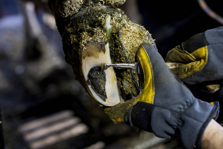 Uma imagem mostra as mãos de um cuidador devacas, protegidas por luvas de trabalho, realizando a manutenção de um casco da vaca