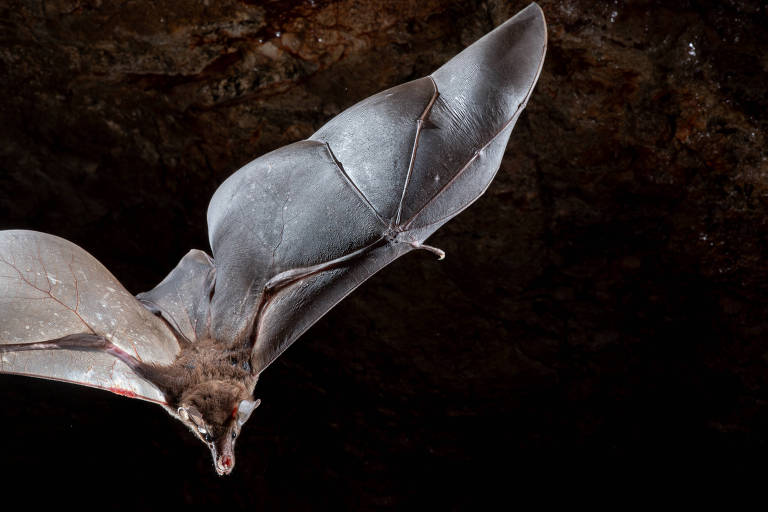 Maior morcego das Américas é fotografado em caverna no Amapá