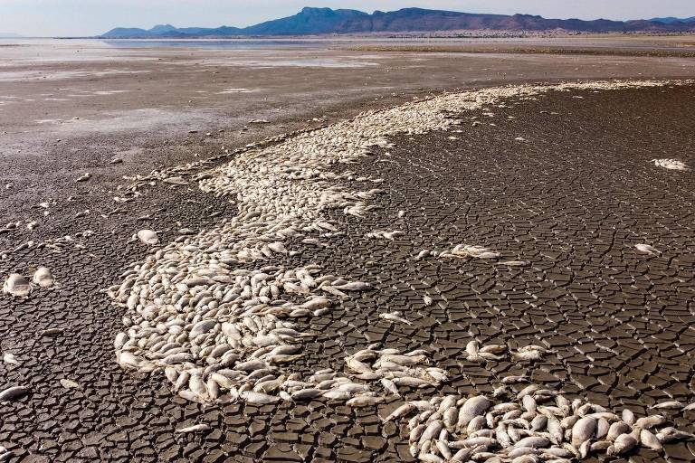 A imagem captura a vastidão de um deserto salgado, onde a superfície árida e rachada se estende até o horizonte sob um céu claro. Em primeiro plano, um agrupamento de peixes brancos secos destaca a severidade do ambiente, sugerindo uma paisagem onde a água já foi presente, mas agora é dominada pela secura e pelo calor.