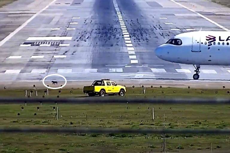 Cachorro corre pela pista e impacta operações no aeroporto de Guarulhos