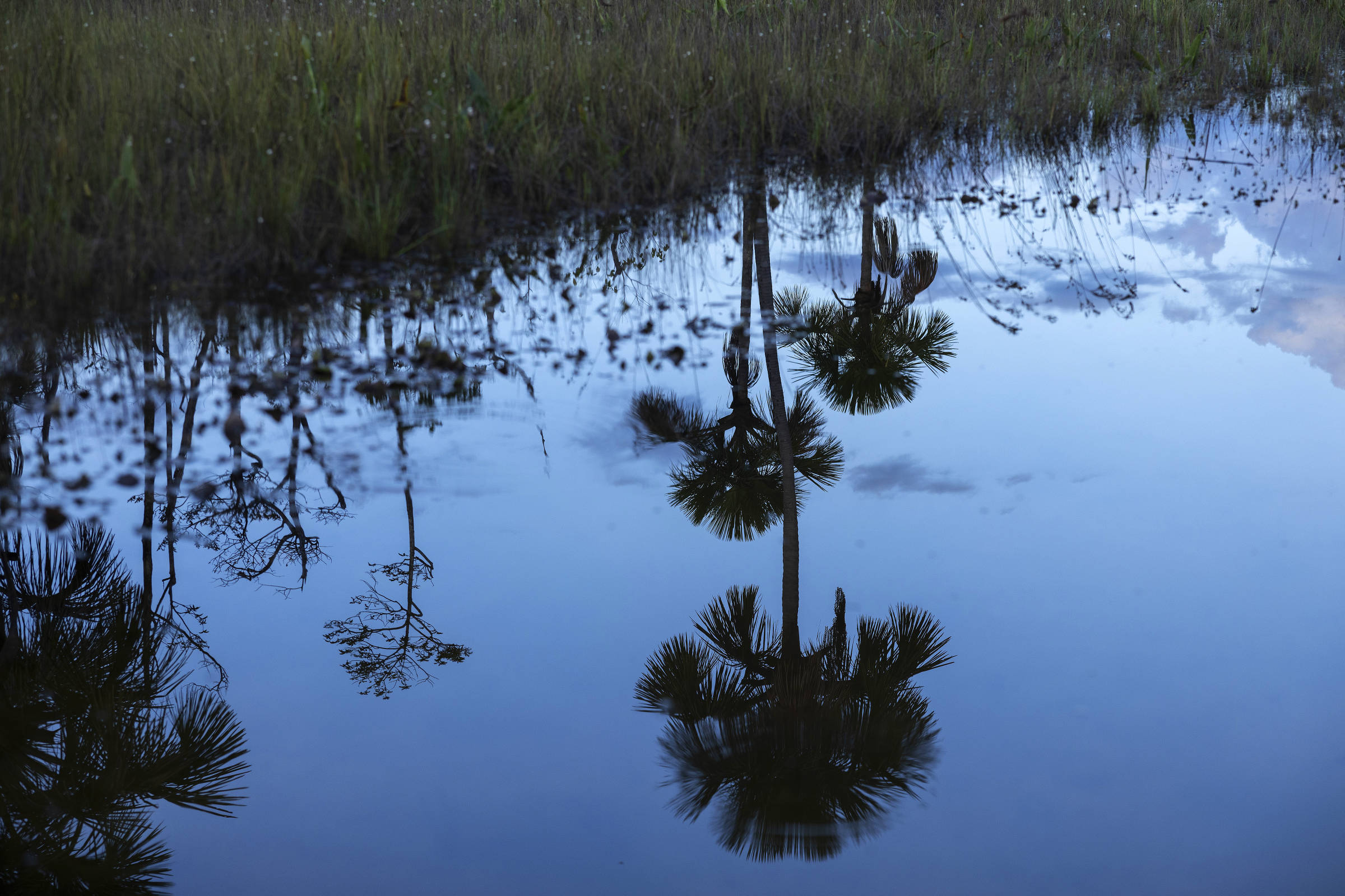 Águas de um córrego ao entardecer capturam o reflexo perfeito de palmeiras e o céu azul com nuvens