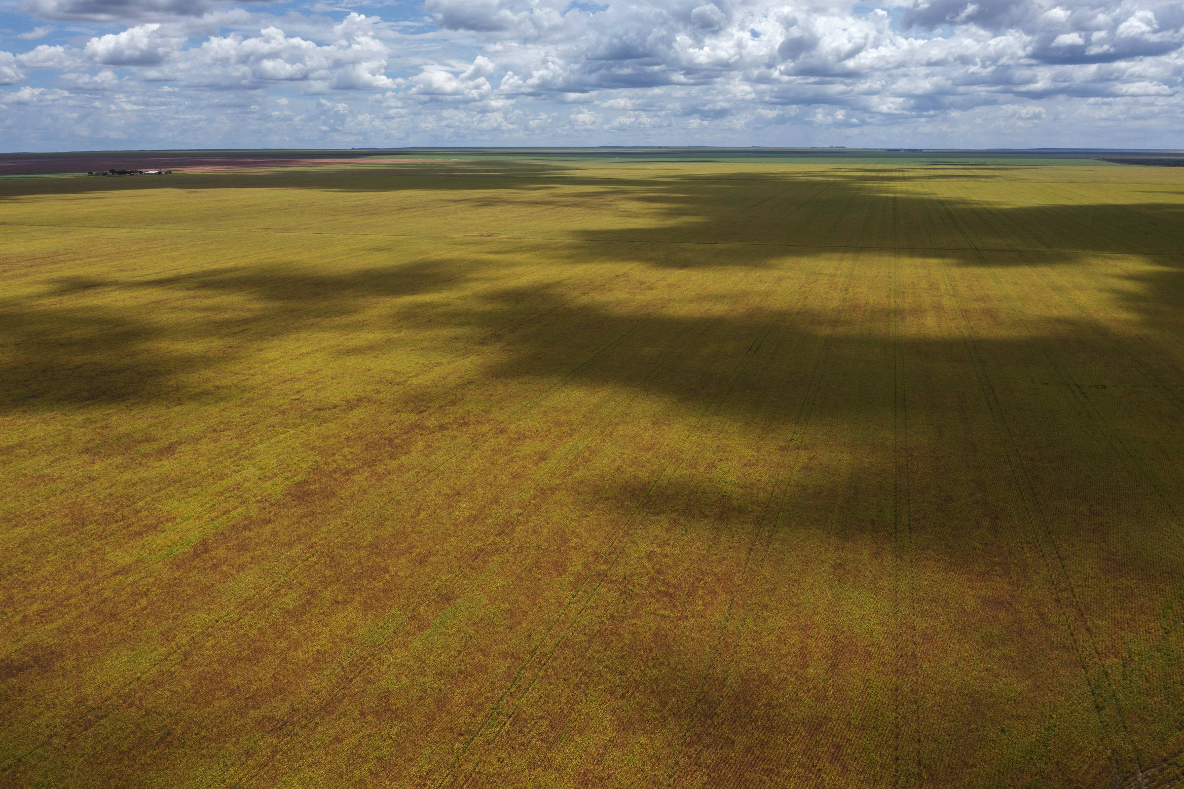 Uma vasta plantação sob um céu nublado estende-se até o horizonte, com nuances de verde e amarelo dominando a paisagem