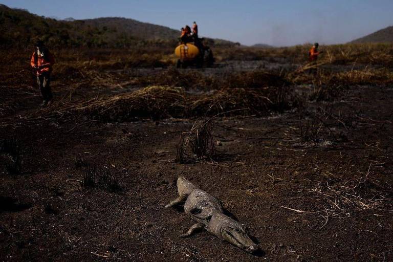 Incêndios batem recorde no Pantanal: dava para prever seca que alastra fogo pela região?