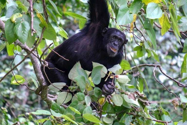 Chimpanzés se 'curam' com plantas medicinais, diz pesquisa