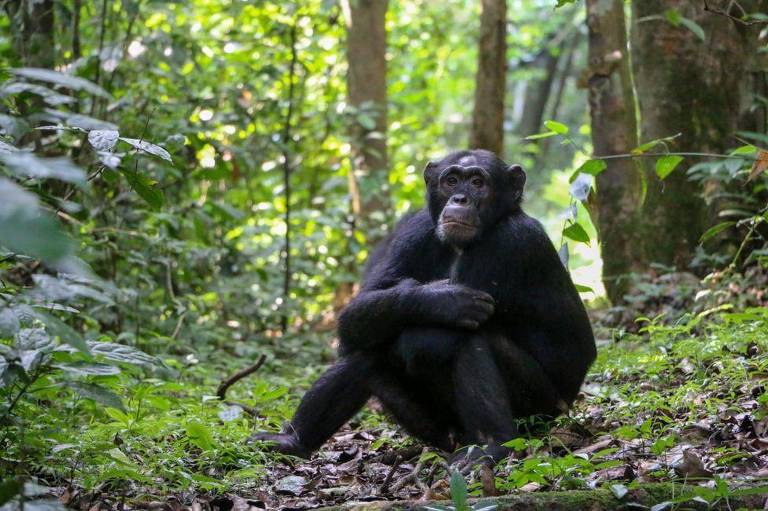 Chimpanzés se 'curam' com plantas medicinais, diz pesquisa