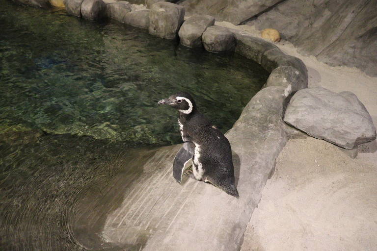 no centro da foto, um pinguim de cor preta e branca aparece em cima de uma pedra cinza