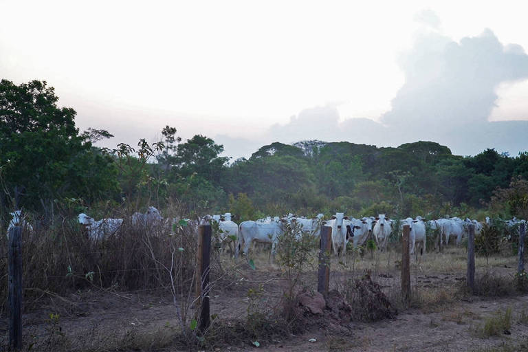 Criação ilegal de gado dispara na Terra Indígena Arariboia, no Maranhão