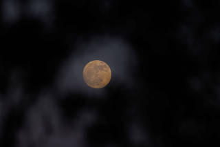 Moon rise through trees in California