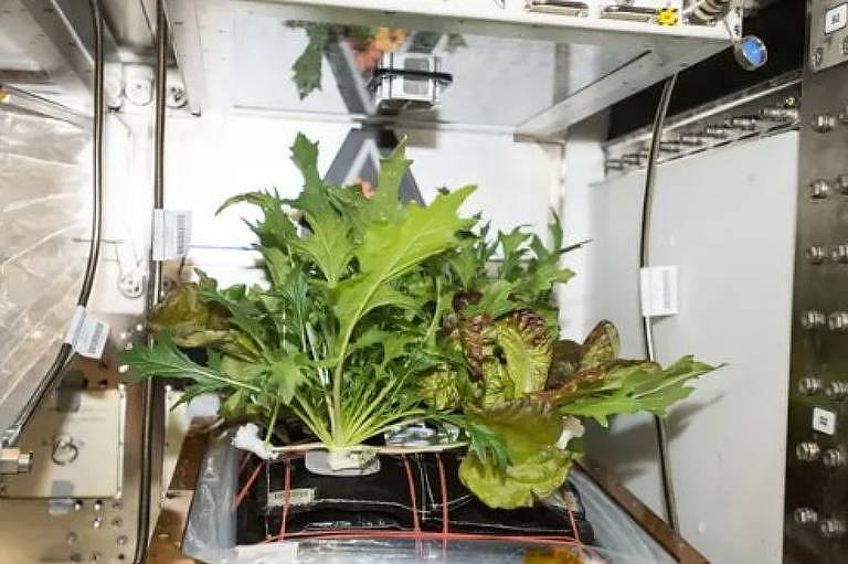 A ISS tem sua própria horta minúscula a bordo, para que os astronautas possam estudar o crescimento vegetal em ambientes com microgravidade