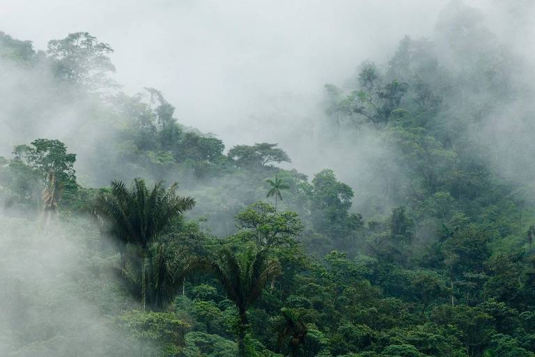 A floresta que teve direitos equiparados aos de uma pessoa