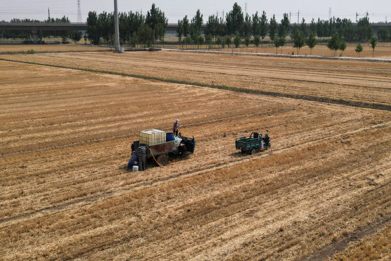 Plantação de milho na China