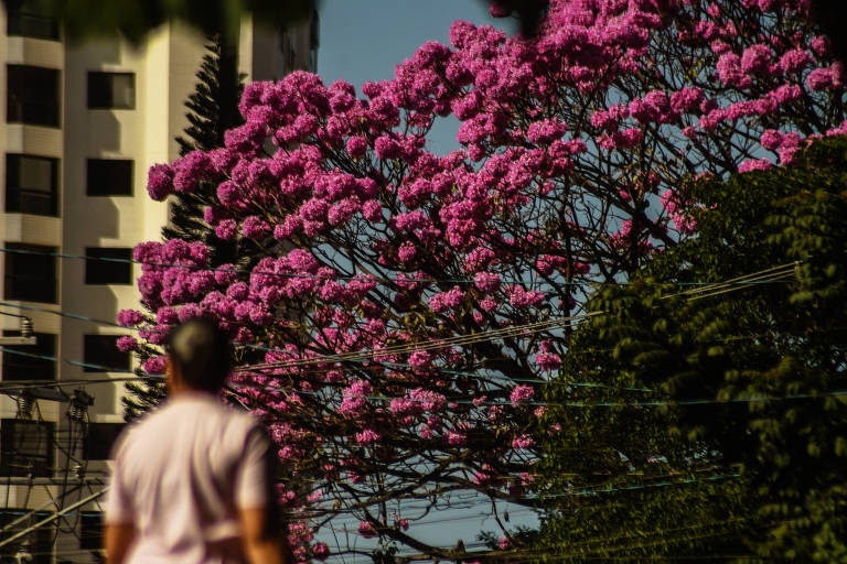 Tempo seco antecipa floração do ipê-roxo em São Paulo; veja fotos