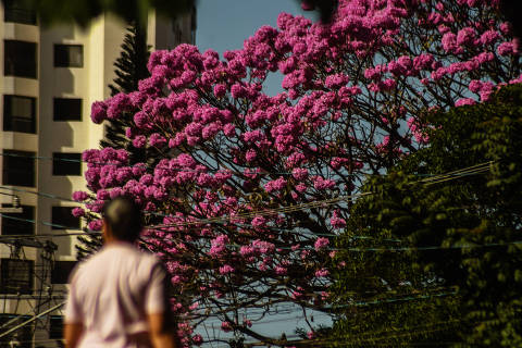 SÃO PAULO / SÃO PAULO / BRASIL -24 /06/24 - :00h -  Começa a temporada de ipês roxo em São Paulo. Handroanthus impetiginosus, comummente conhecida como 