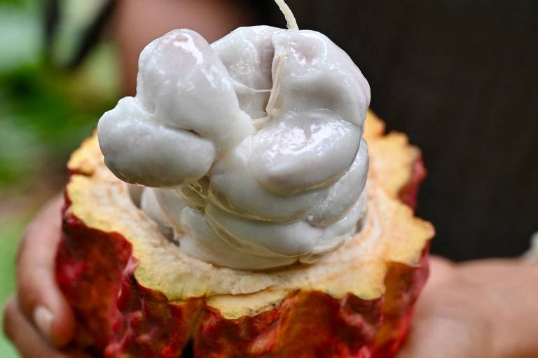 A imagem mostra um fruto de cacau aberto sendo segurado por duas mãos. O interior do fruto revela uma polpa branca e carnuda que envolve as sementes de cacau. O exterior do fruto é de cor marrom-avermelhada e tem uma textura rugosa.